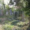Friedhof Neulengbach Efeu